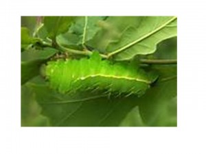 ARBOL Y GUSANO